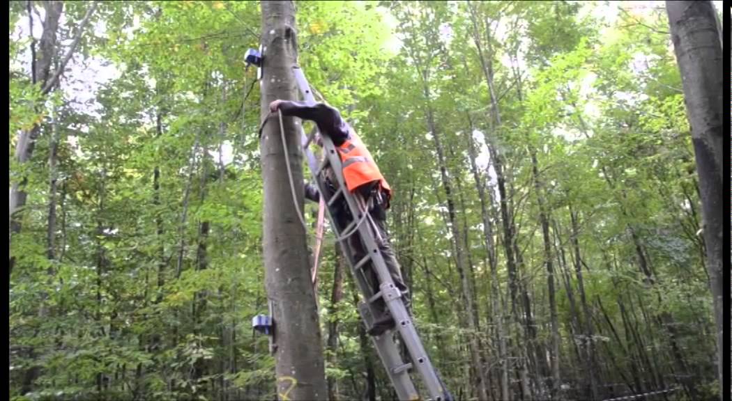 Comment prévoir l’impact d’une tempête sur un peuplement forestier ?