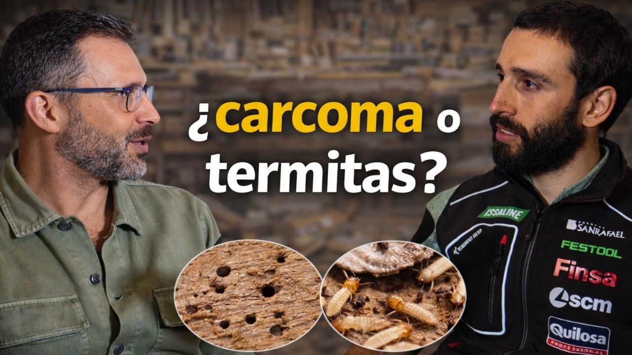 El hombre que escucha a las Termitas: Todo sobre patologías de la Madera