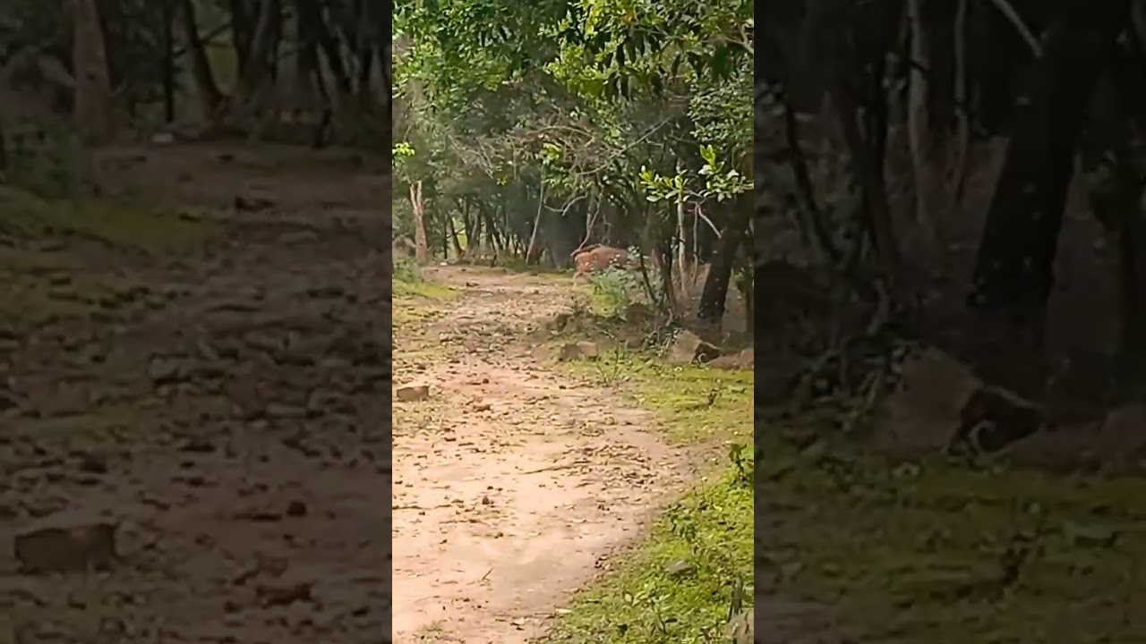 Male Mahadeshwara wildlife sanctuary