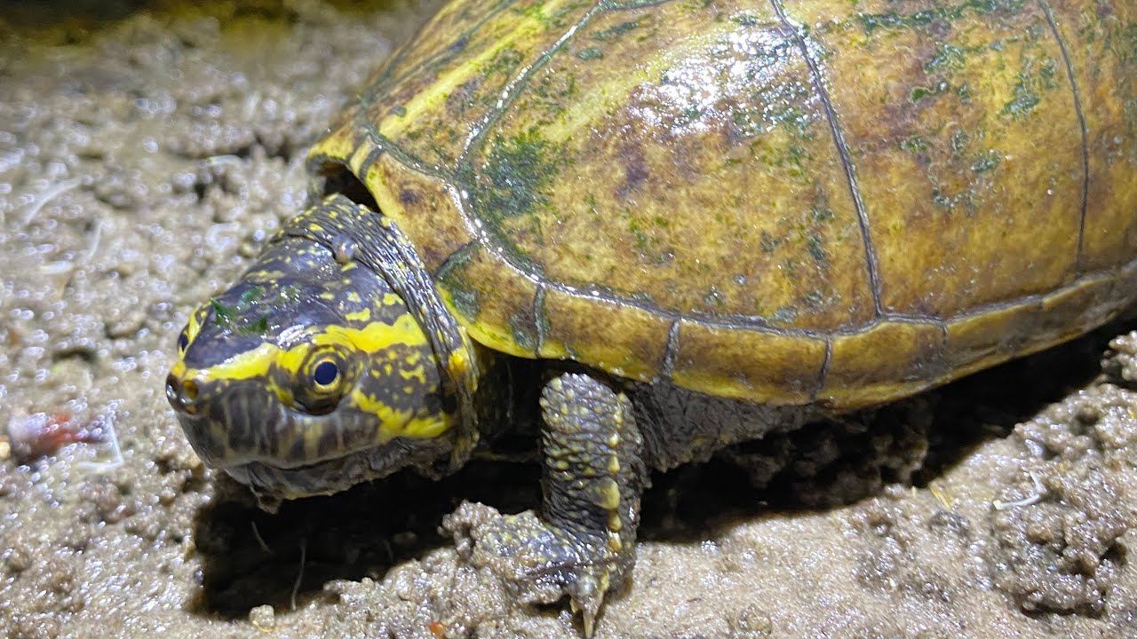 Hunting Florida Ditches and Swamps For TURTLES!
