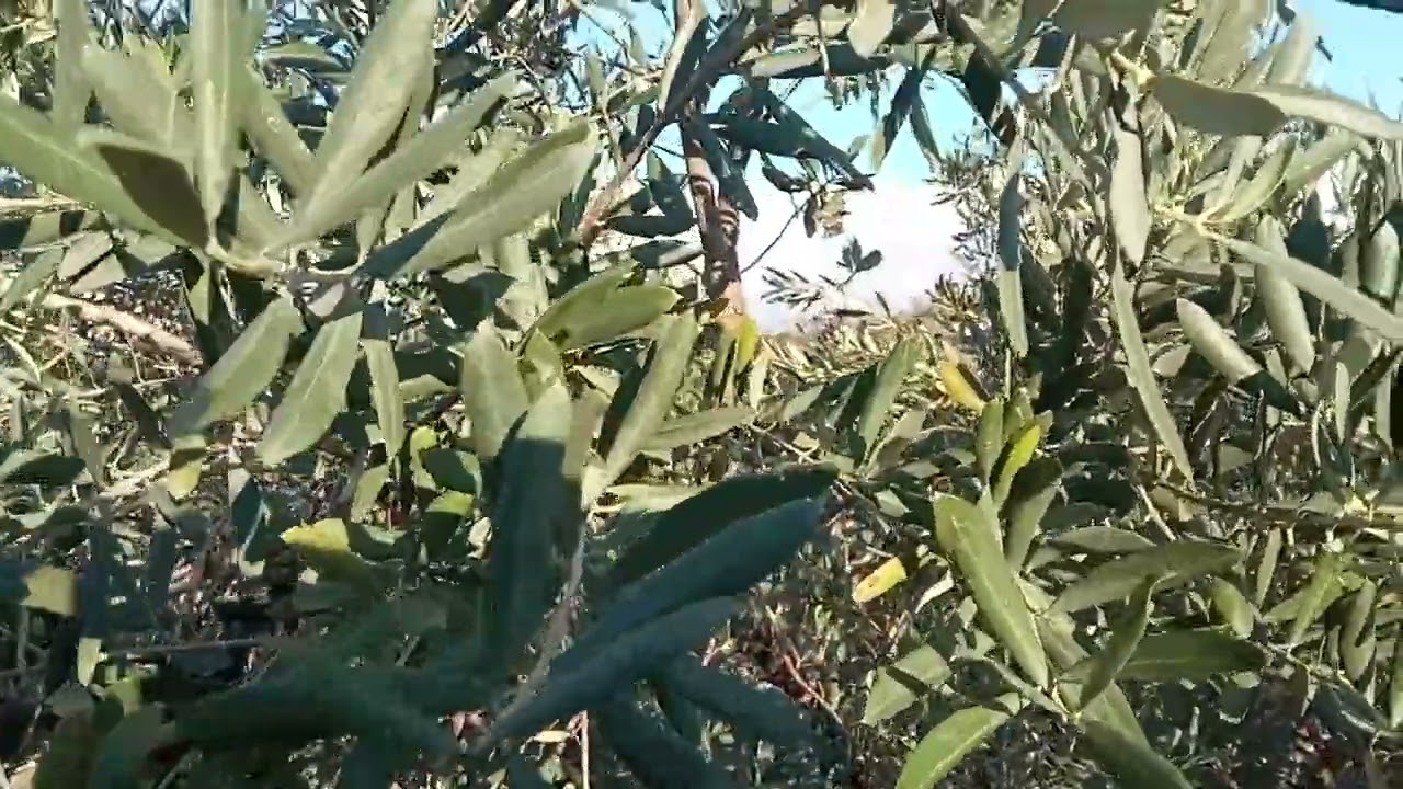 zeytin de bor çinko yaprak gübresi ve bakır uygulaması faydaları kontrol leri