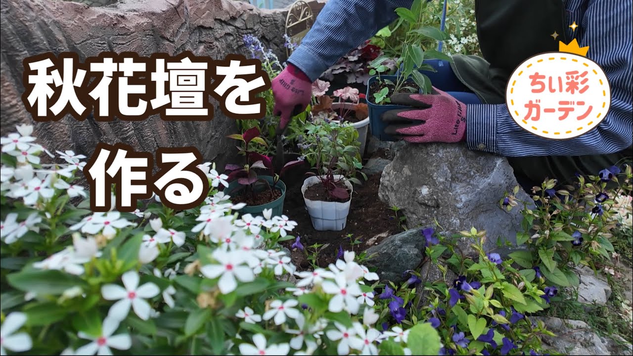 株分けも簡単！ヒューケラ&挿し芽で作る秋の庭