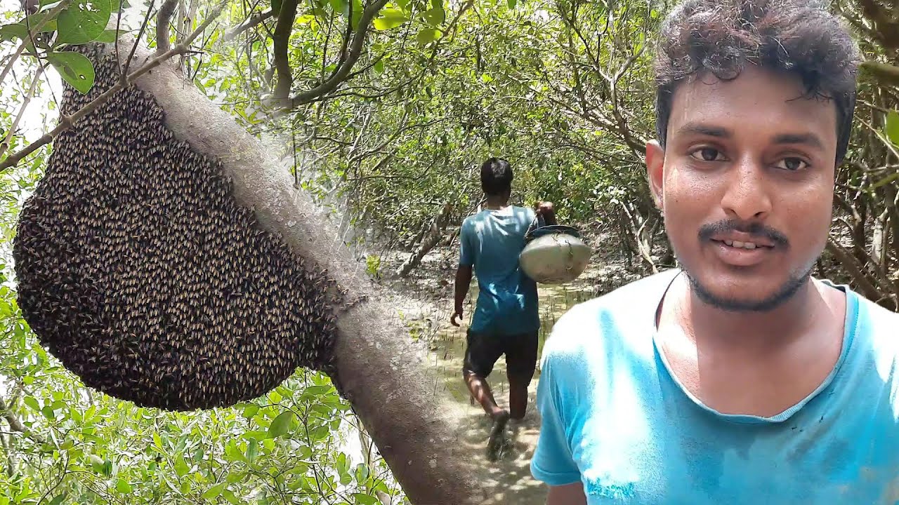 সুন্দরবনের জঙ্গল থেকে মধু সংগ্রহ সহজ কাজ নয় ! Part 2