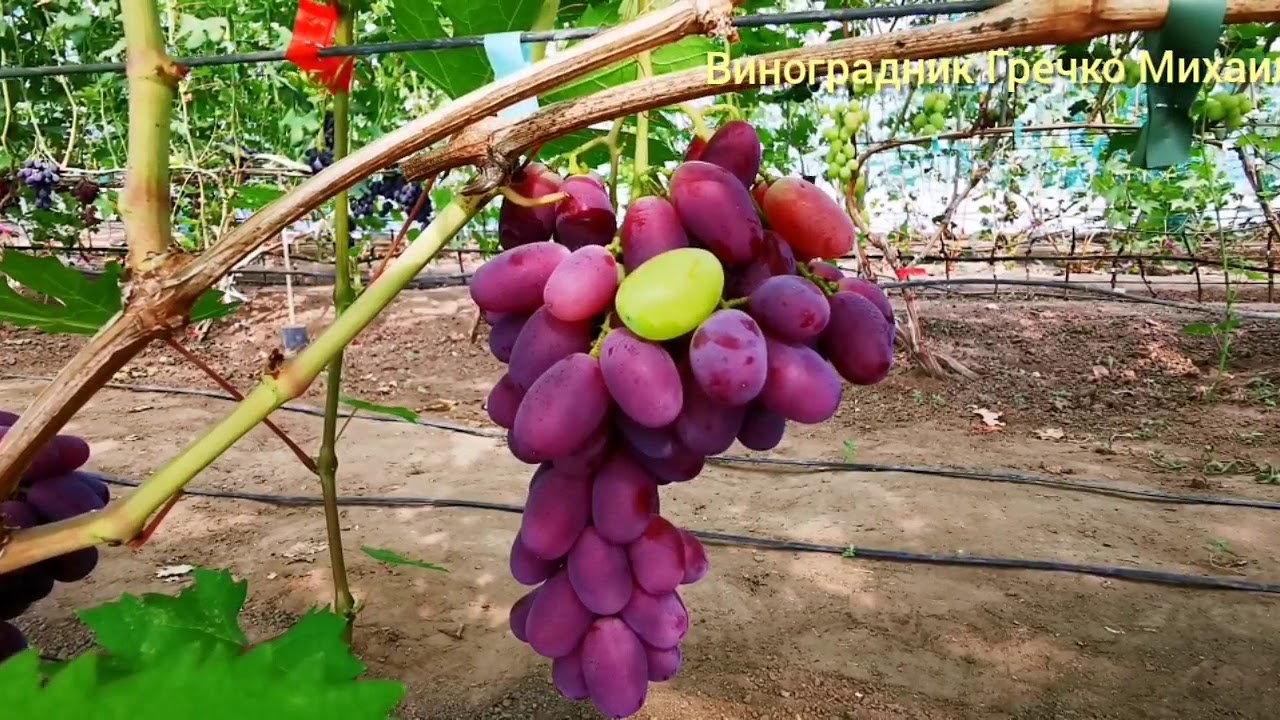 Урум. Видео с Виногадрадника Гречко Михаила. Мой тел. +380677016201