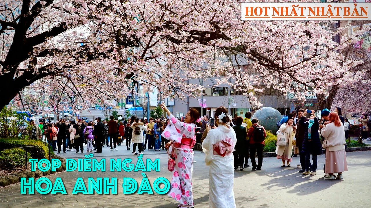 Top Điểm Ngắm Hoa Anh Đào HOT Nhất Nhật Bản【Phần 1】|  Du Lịch Nhật Bản #japanvlog  #explorejapan#4k