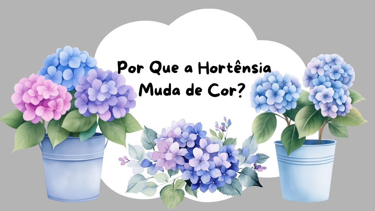 Por Que a Hortênsia Muda de Cor? O Segredo Está no Solo