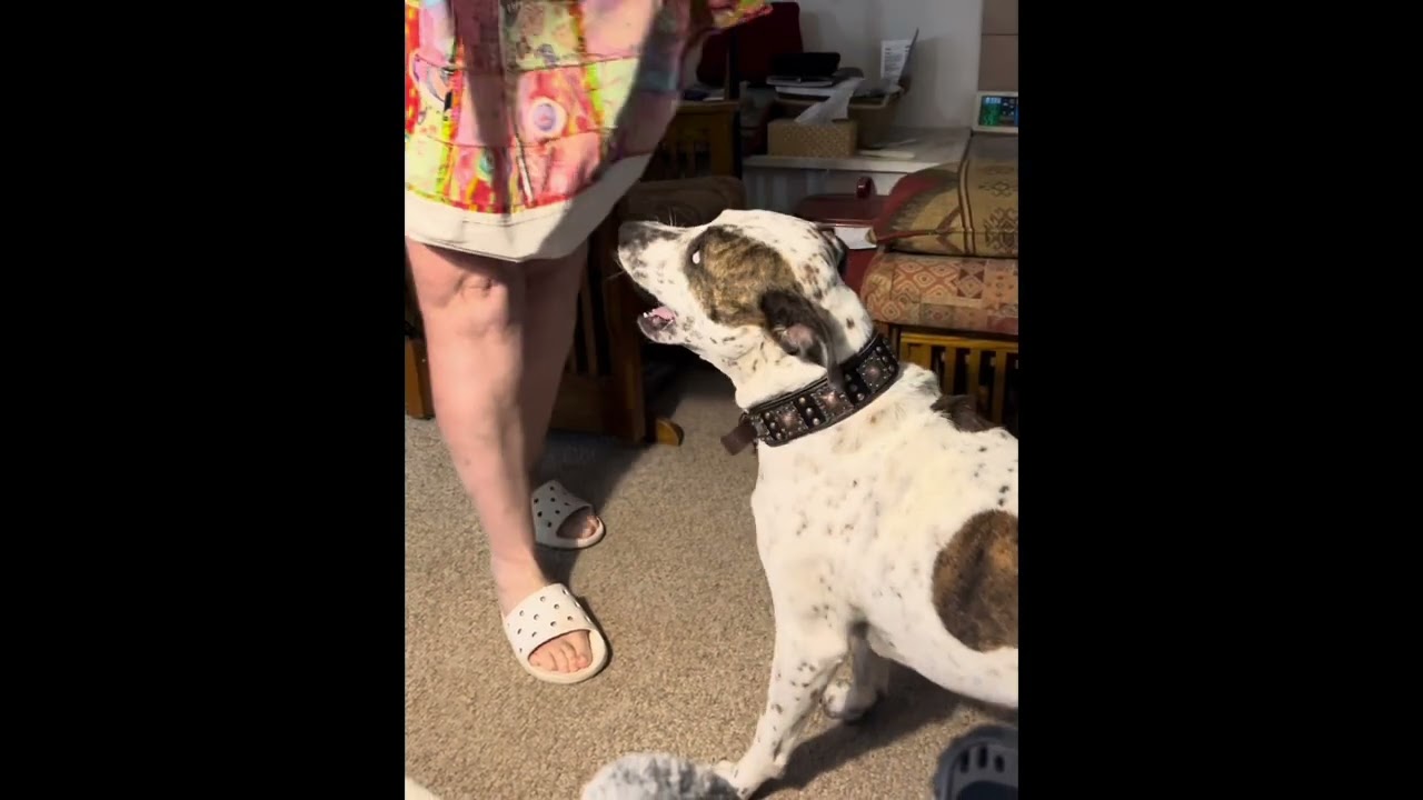 He loves this game 🤷&zwj;♀️#lifewithdogs