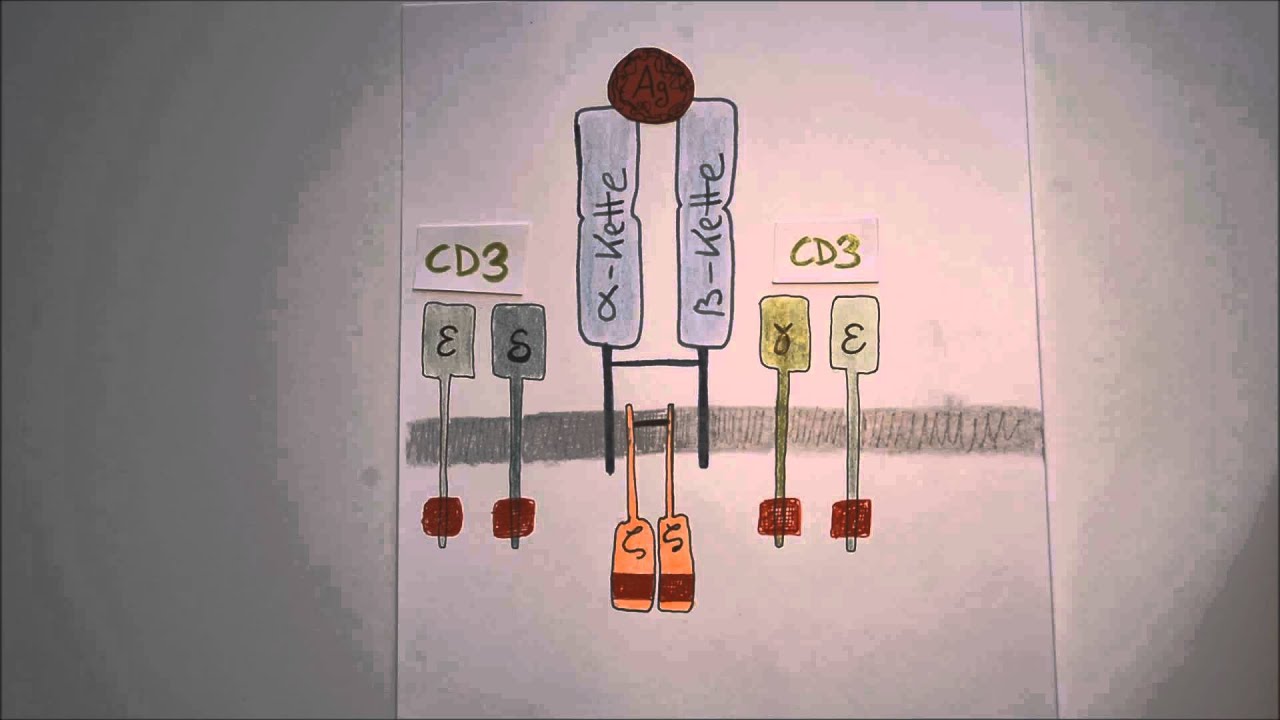 T-Zell-Rezeptor: Aufbau und Signalwandlung