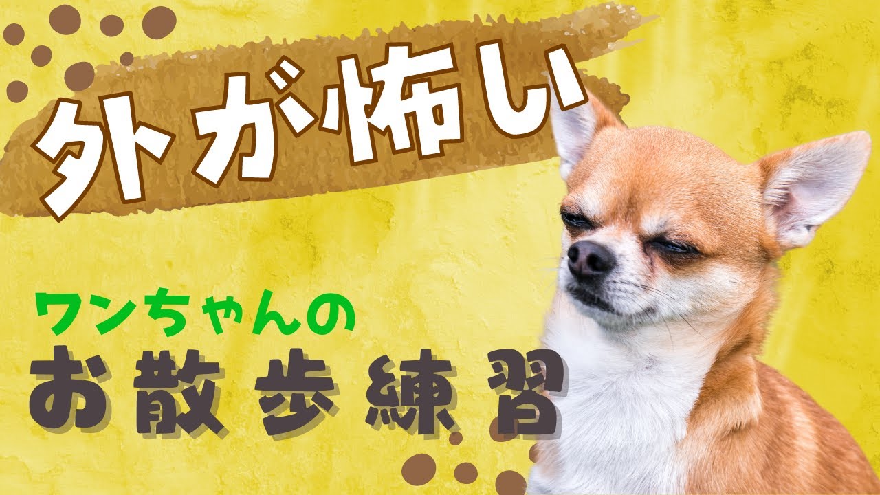 【完全版】お外を怖がってしまうワンちゃんの練習方法！