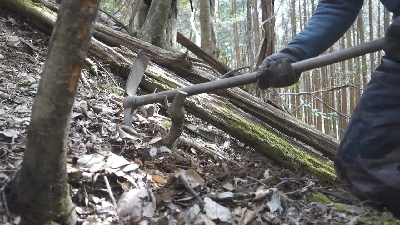 持山から自生のツルグミを山採り ♯570
