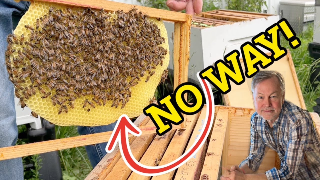 Beekeeping: Learn to Read Every Frame Like a Pro