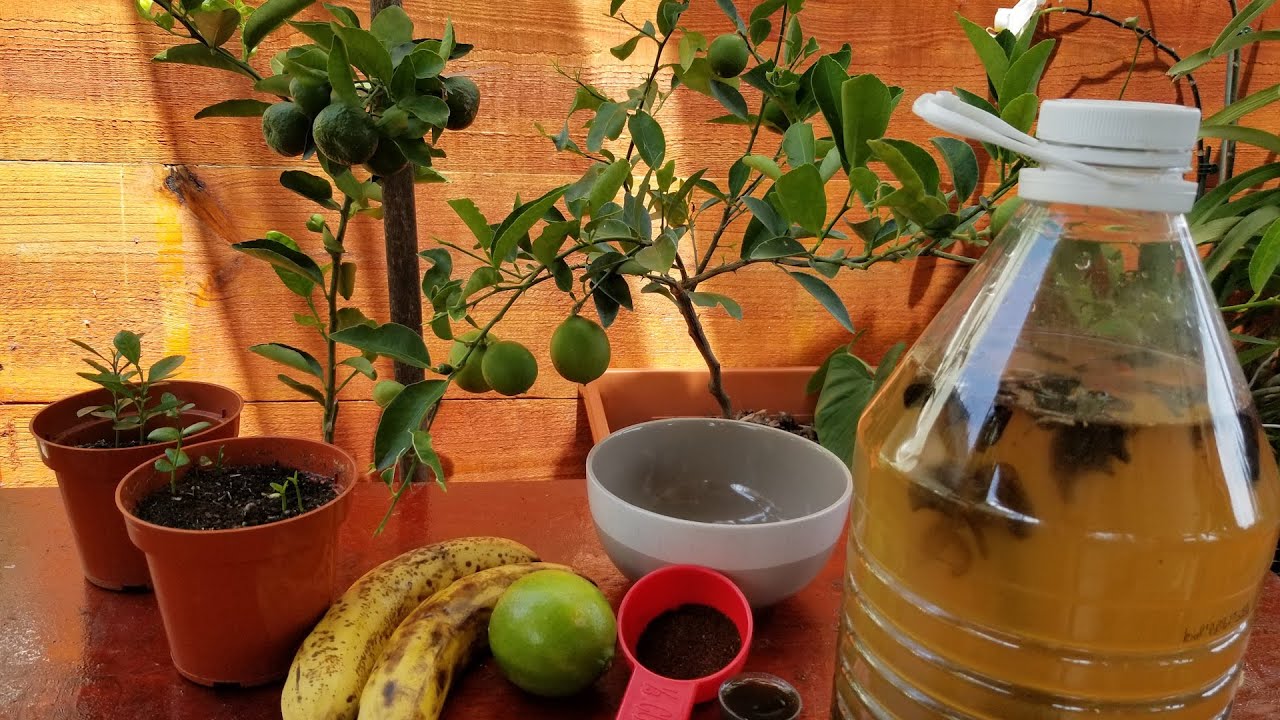 EL MEJOR ABONO ORGANICO PARA CITRICOS