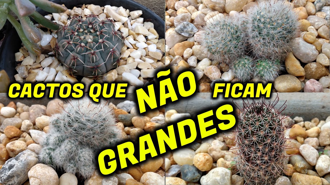 10 ESPÉCIES DE CACTOS QUE CRESCEM POUCO!