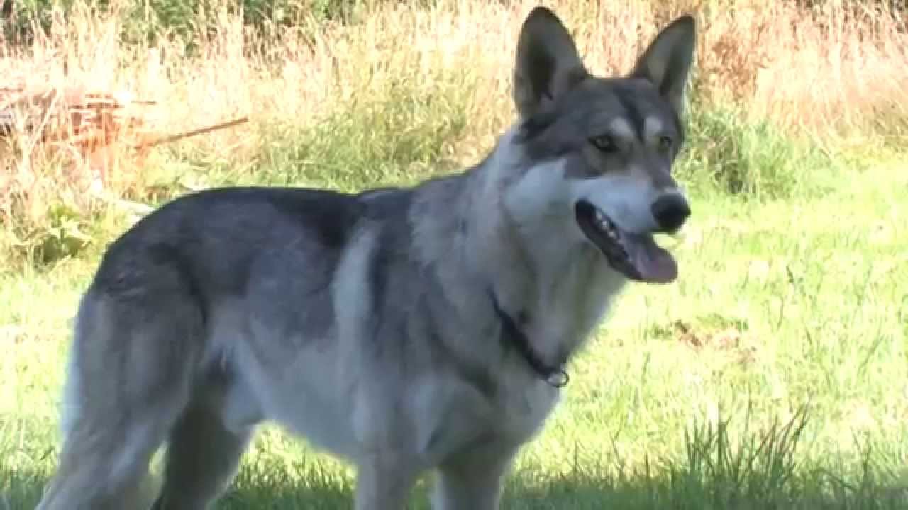 Wolfhunde 