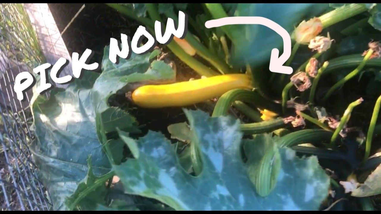 Harvesting Zucchini from the Garden