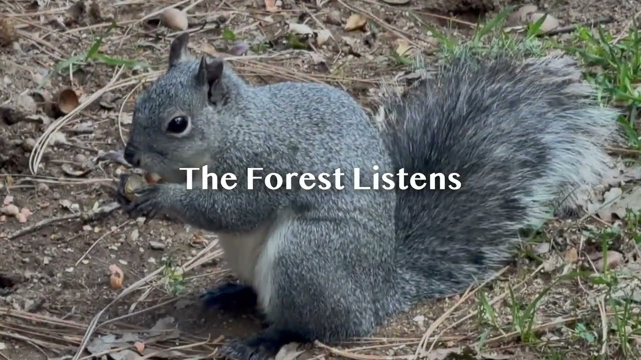 The Forest Listens
