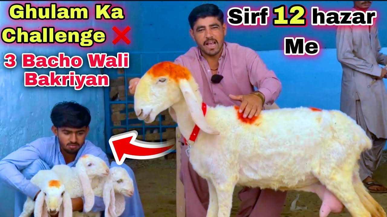 Ghulam Qadir Goat Farm Top Quality Bacho Wali Bakriyan & Dumbiyan Le Aya | Bakra Mandi 