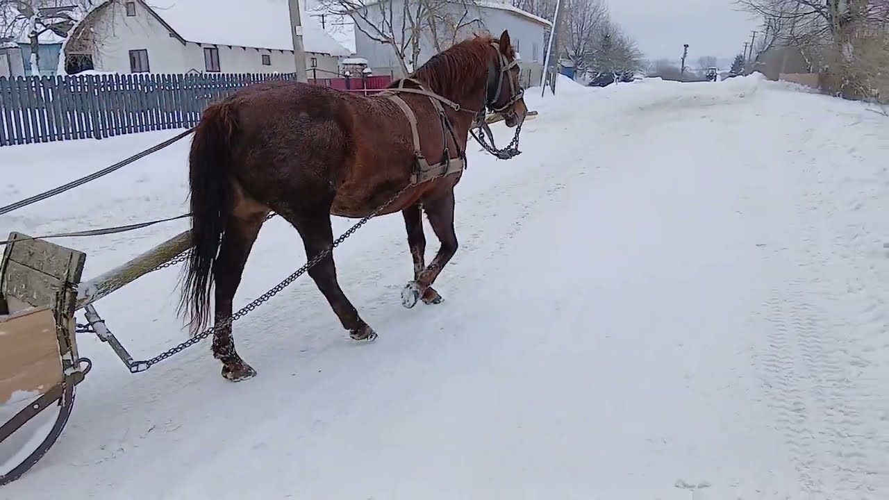 БРИЧКА. КОБИЛА І ХЛОП АБО БАБА. HORSES
