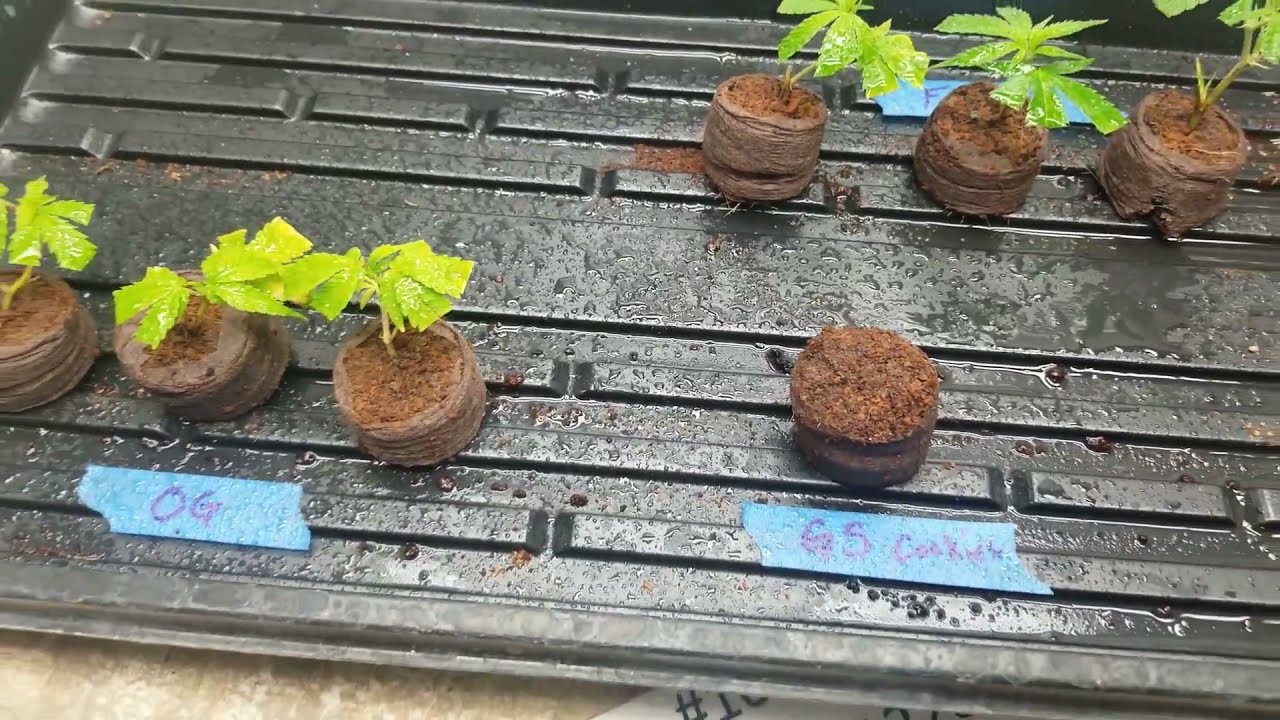 Alton's 420 OUTDOOR GROW 2019-2020