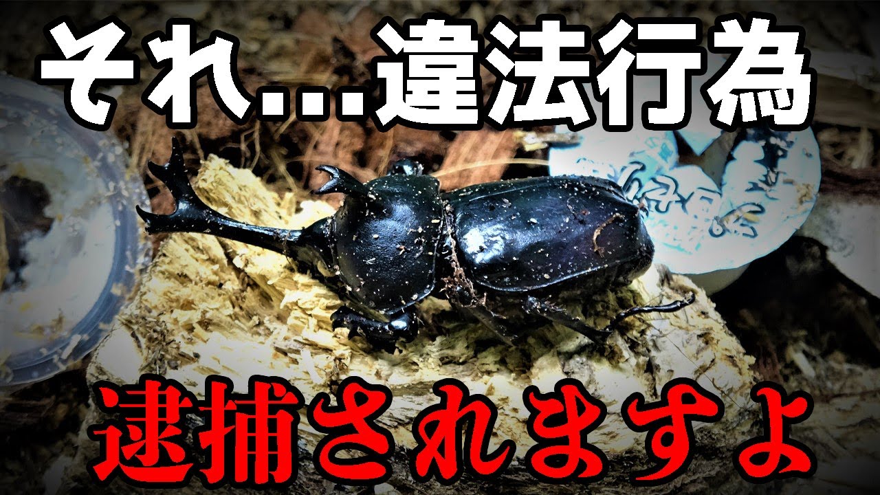 【注意】カブトムシ飼育で逮捕...初心者がやりがちな法律違反の実態