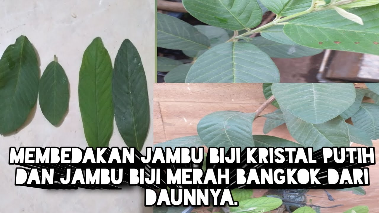 Cara membedakan jambu biji putih Cristal dan jambu biji merah Bangkok dilihat dari daunnya.
