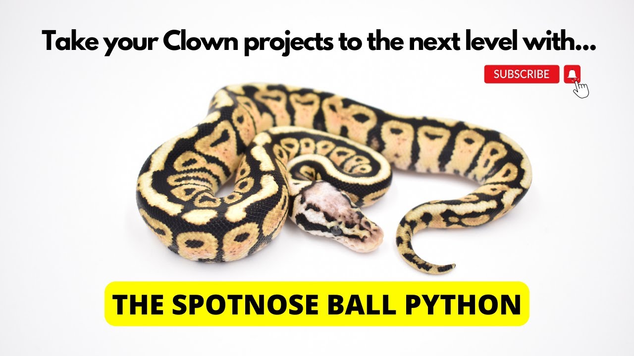 Why you need Spotnose for your Clown projects! Ball Python breeding tips