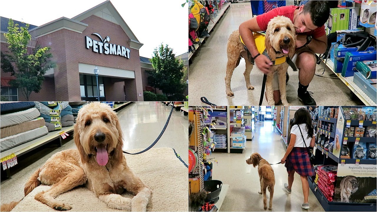 SHOP WITH ME AT PETSMART! WITH MY GOLDENDOODLE PUPPY DUDE!
