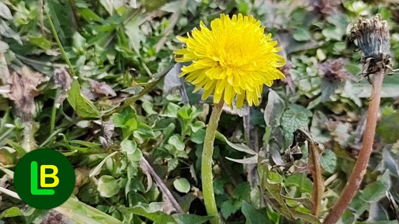 EVO ŠTA SVE LEČI MASLAČAK i kako se koristi