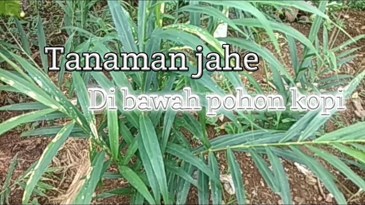 Tanaman jahe subur