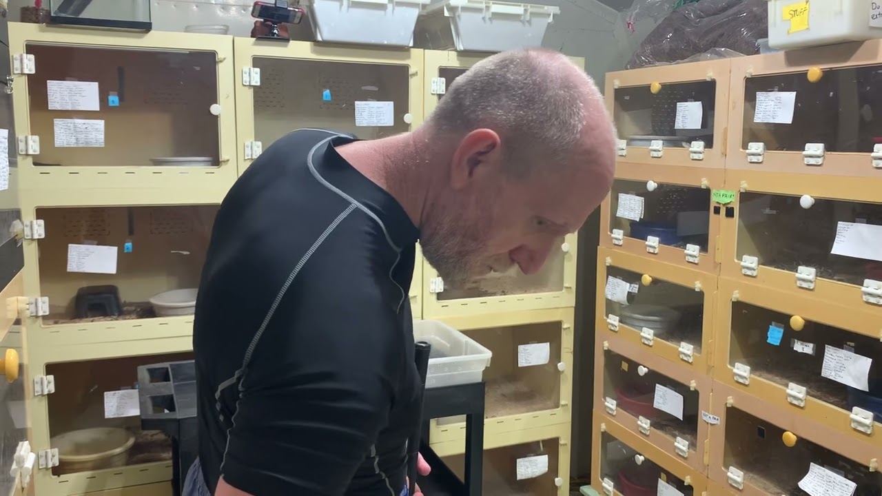 Brazilian lancehead extractions… including one close call! Bothrops moojeni