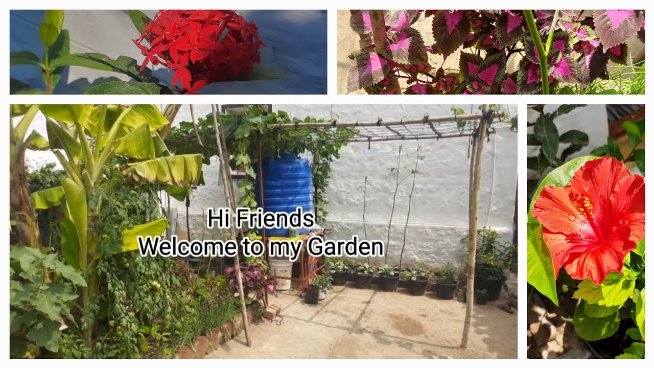 குறைந்த இடத்தில் நிறைந்த அறுவடை!  🤯Heavy Harvest🥬#Gardening #Relax#