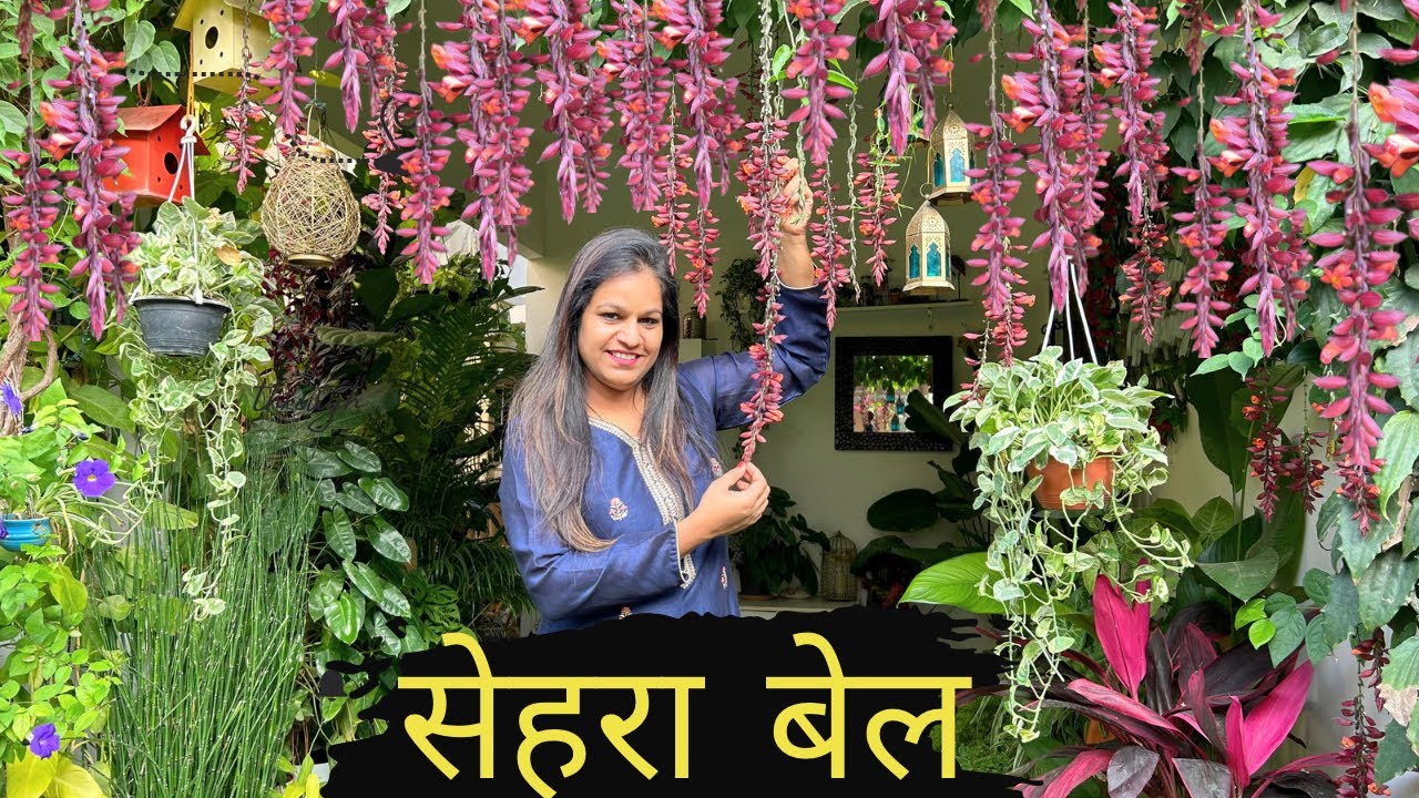 Sehra Bel/ Thunbergia Coccineum क्या पहले कभी देखा है आपने ये खूबसूरत फ़ूल? Backyard Gardening