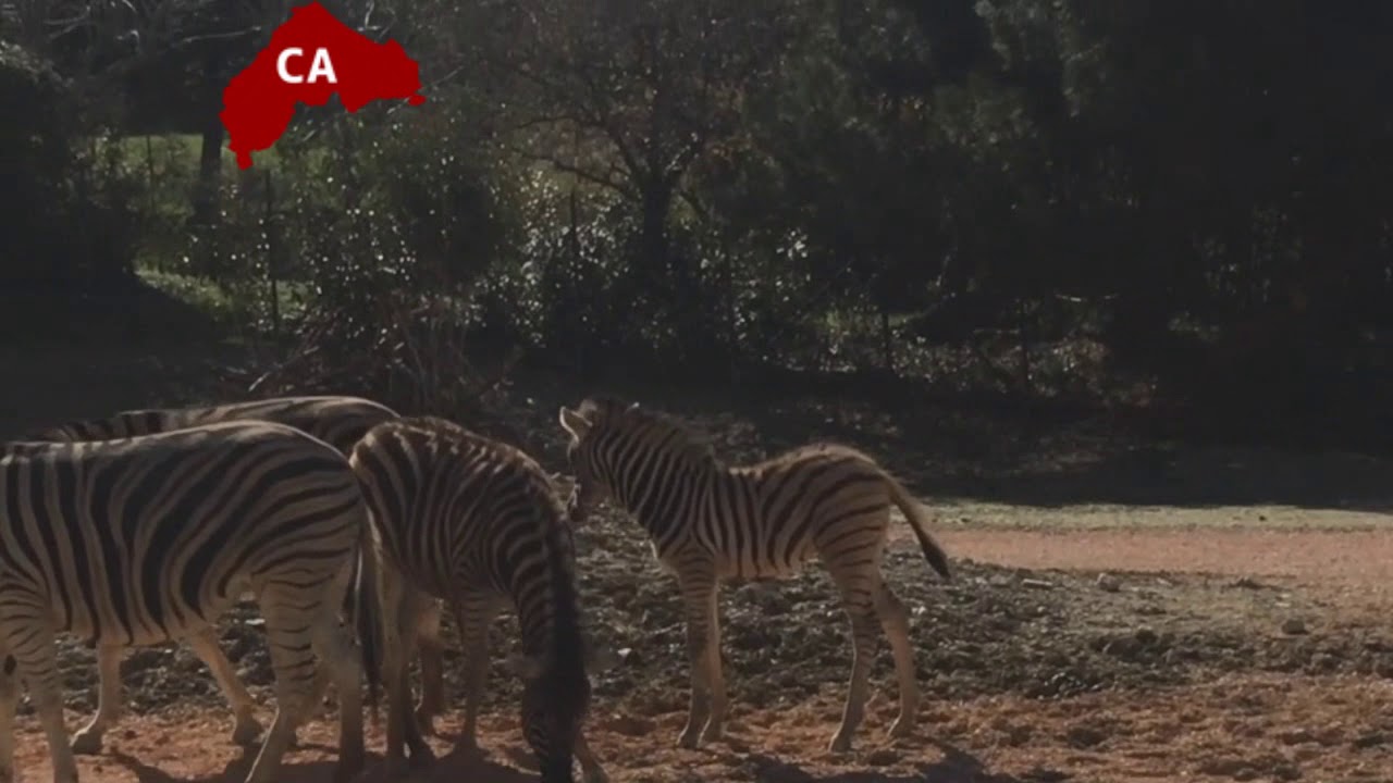 Falconara, nasce cucciolo di zebra al Parco Zoo