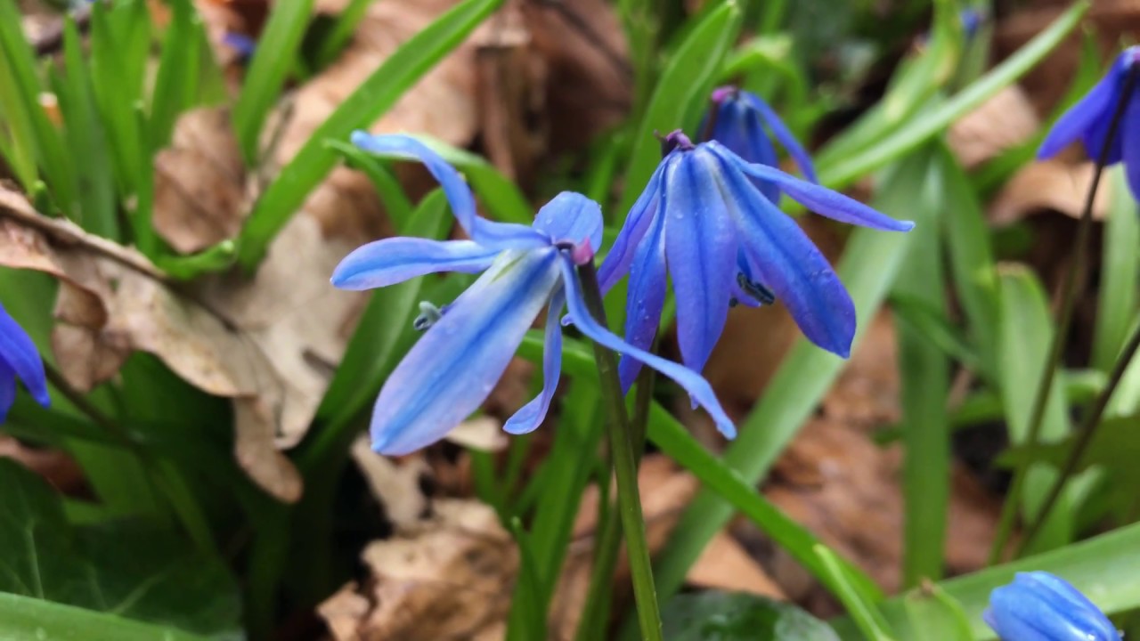 Oosterse sterhyacint (Scilla siberica) - 2018-03-31