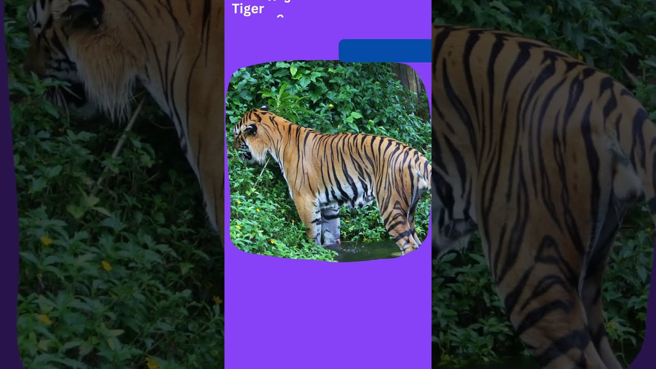Tiger Research: Protecting the World's Largest Cats/description