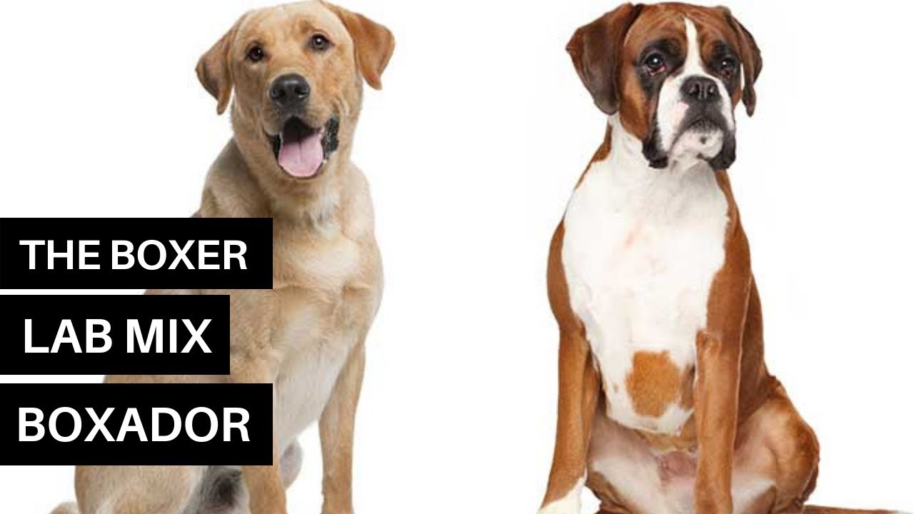 All About The Boxer Lab Mix &ndash; Meet the Playful Boxador