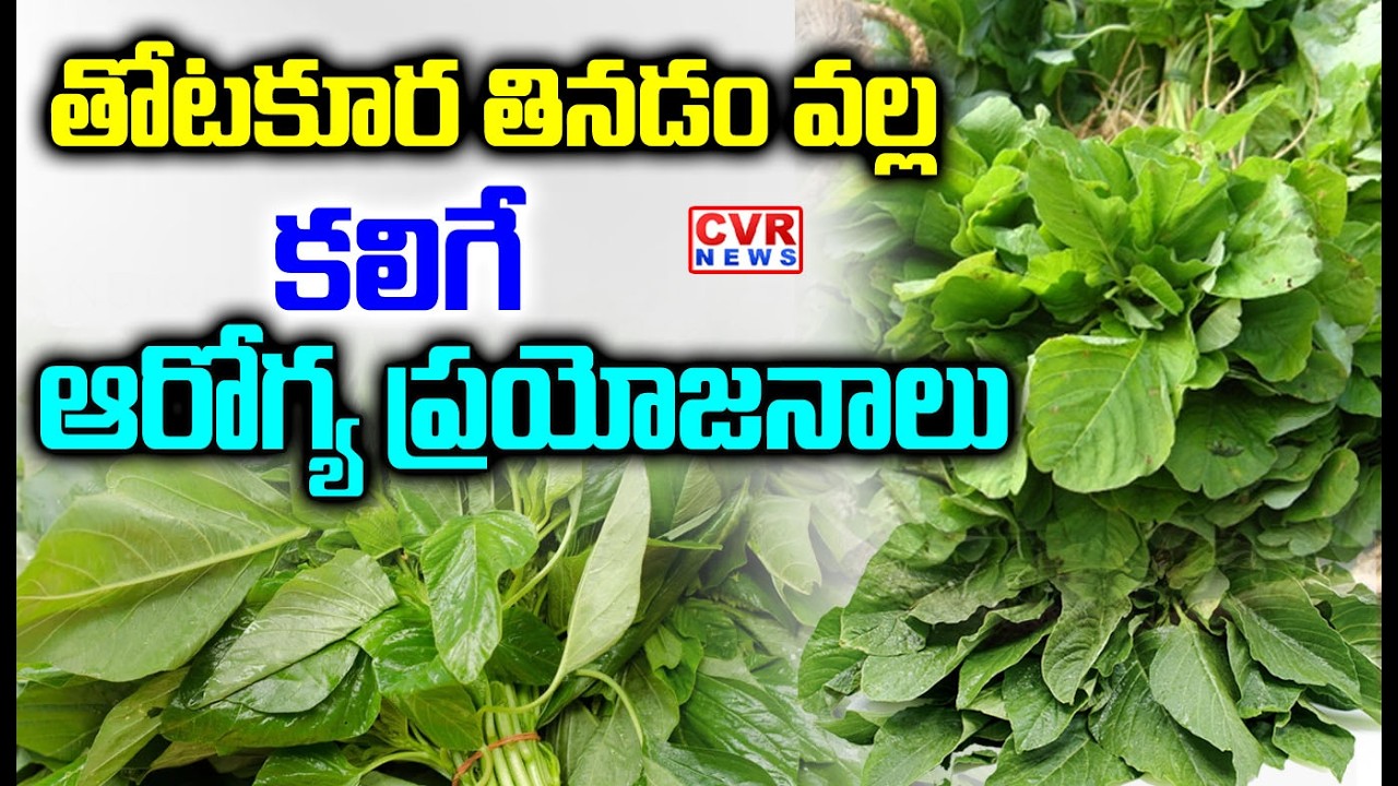 తోటకూర తినడం వల్ల కలిగే ఆరోగ్య ప్రయోజనాలు | Health Benefits Of Eating Spinach Levaes | CVR NEWS