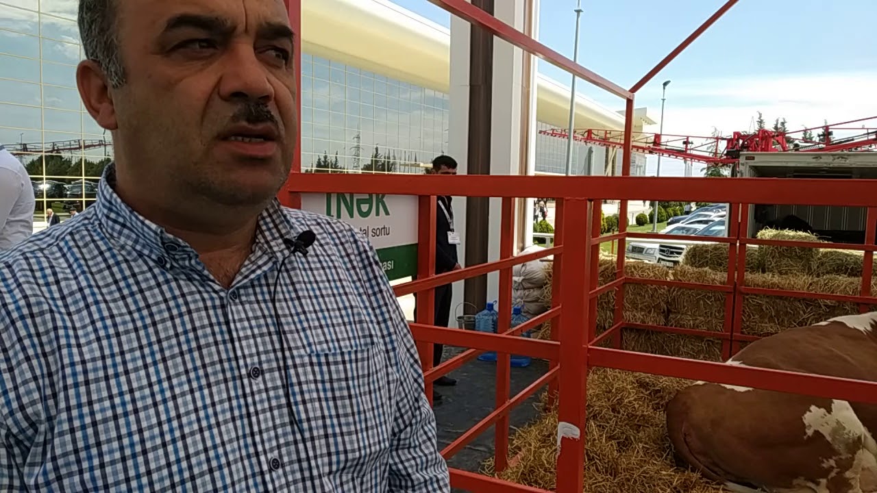 Simmental inək cinsi haqqında