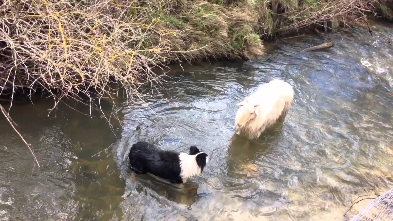 A WEEK IN MURGUIA SHEEPDOGS.