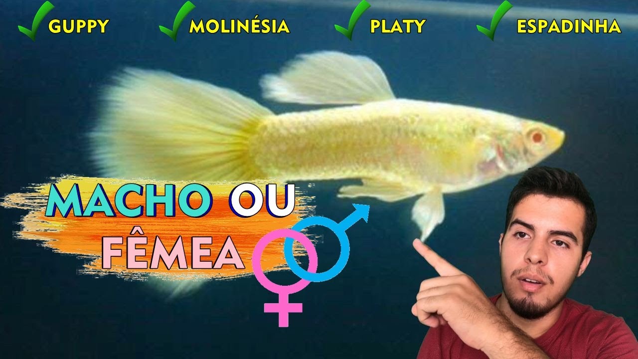 Como saber se seu Peixe é Macho ou Fêmea (Guppy, Molinesia, Platy e Espadinha)