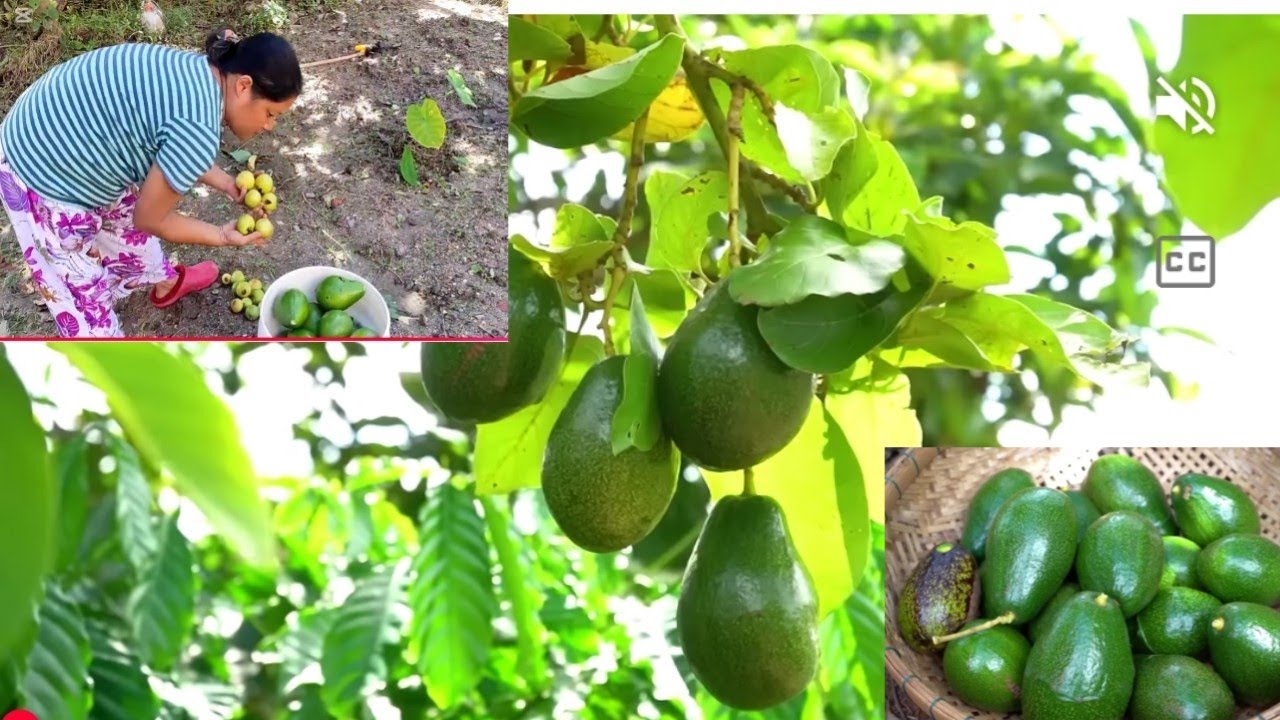 यति धेरै एवागेडो टिपियो picked a lots of avocado 