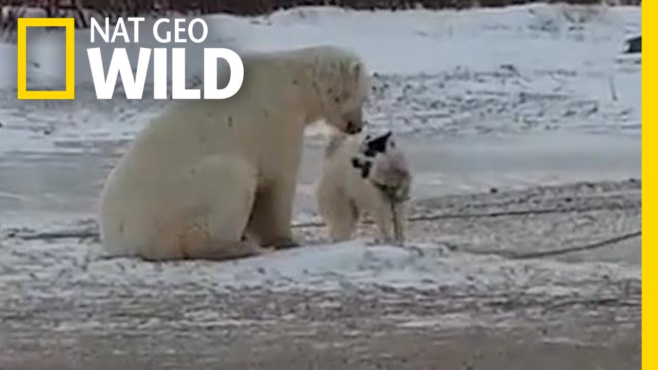 Watch an Unlikely Encounter Between a Sled Dog and a Polar Bear | Nat Geo Wild