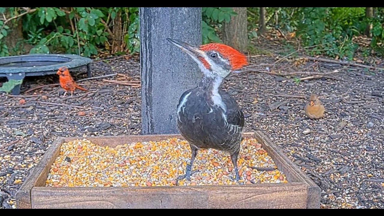 Rare Pileated Woodpecker Visit at BWHQ