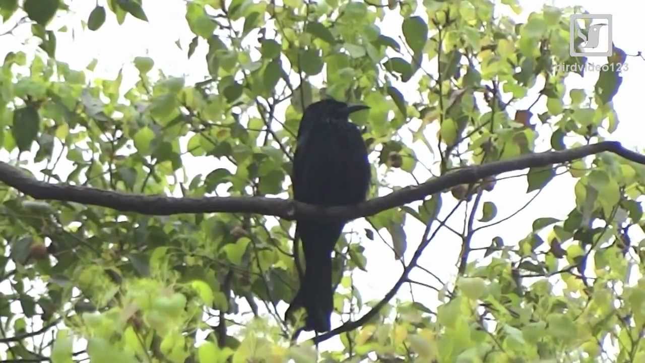 Hair-crested Drongo Call (in Hong Kong)