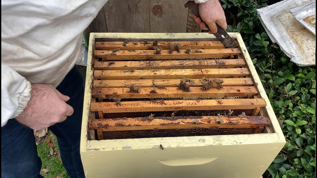I checked the bees as we entered the winter. Varrored varroa application. The situation is not ve...