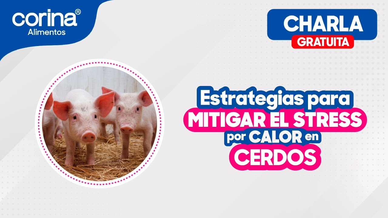 📣🐷 𝐄𝐬𝐭𝐫𝐚𝐭𝐞𝐠𝐢𝐚𝐬 𝐩𝐚𝐫𝐚 𝐌𝐢𝐭𝐢𝐠𝐚𝐫 𝐞𝐥 𝐒𝐭𝐫𝐞𝐬𝐬 𝐩𝐨𝐫 𝐂𝐚𝐥𝐨𝐫 𝐞𝐧 𝐂𝐞𝐫𝐝𝐨𝐬 - 𝐏𝐨𝐝𝐜𝐚𝐬𝐭 🐷📣