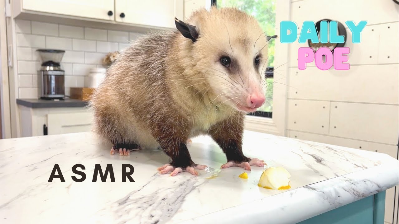 Opossum ASMR Food Smacks | Why Is It Oddly Pleasing?