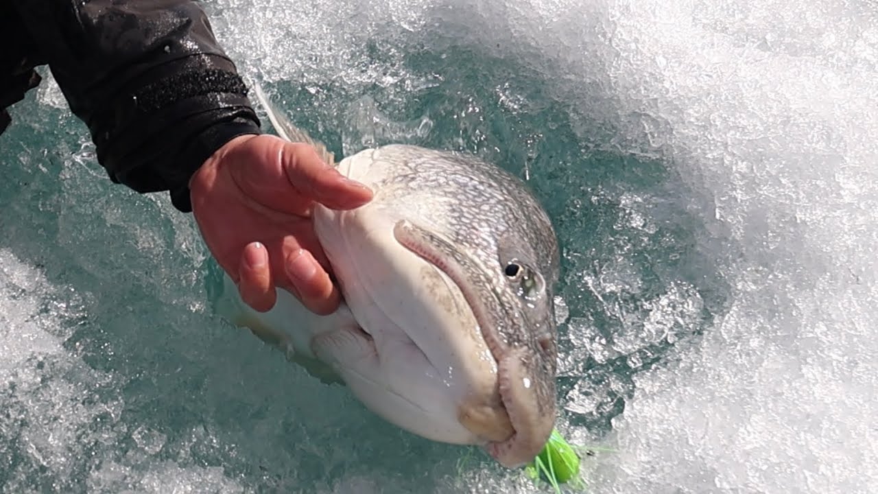 Lake Trout Fishing | Incredible Underwater footage Part (2 of 2)