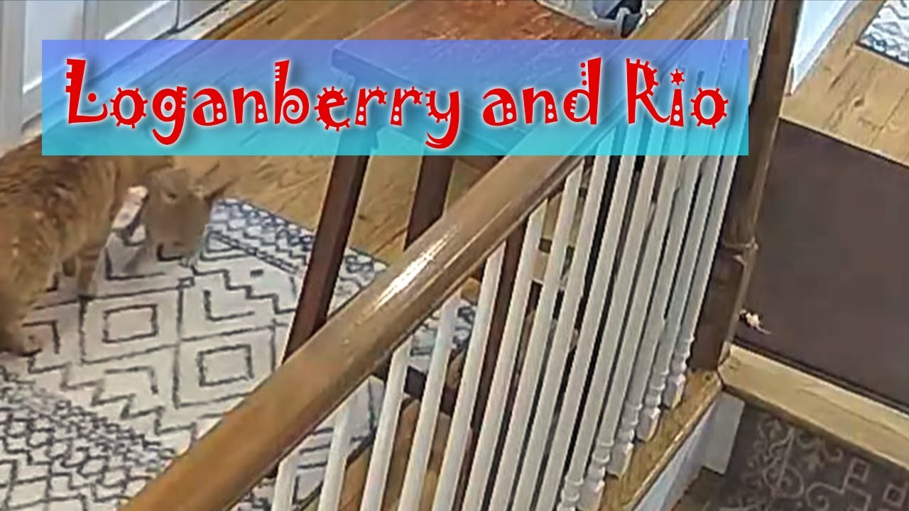Loganberry grooming Rio. Rio sees mr A leaving and sneaks out the room with him.