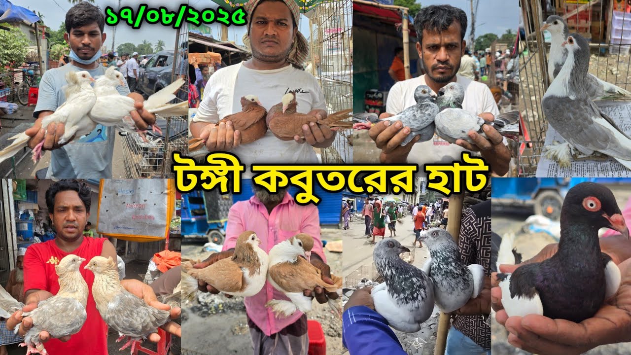 ১৭/০৮/২০২৫ টঙ্গী কবুতরের হাট | Tongi kobutor hat 2025 | Biggest Pigeon Market in Bangladesh 2025
